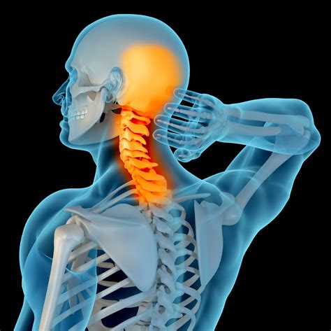 The physicians originally studying human anatomy thought the skull looked like an apple. Denver Back, Neck & Spine Specialized Physical Therapy for ...