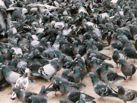 A Lot Of Pigeons Pigeonsonly
