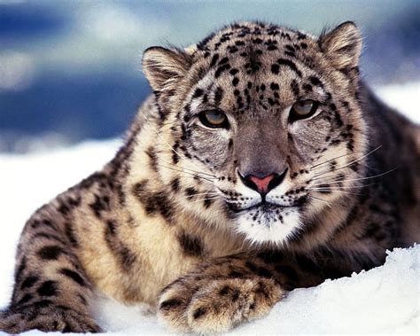 Snow Leopard Leopard Anger Big Paws Snow Hd Wallpaper Peakpx