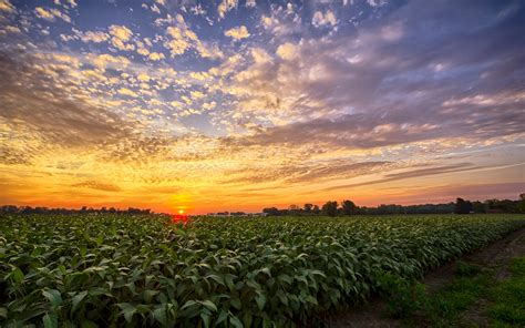 Sunset In Indiana Bean Field South Of Milford Indiana Hd Desktop