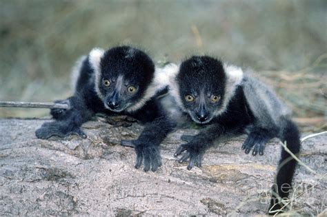 Ruffed Lemur Babies Photograph By Gregory G Dimijian Md Fine Art