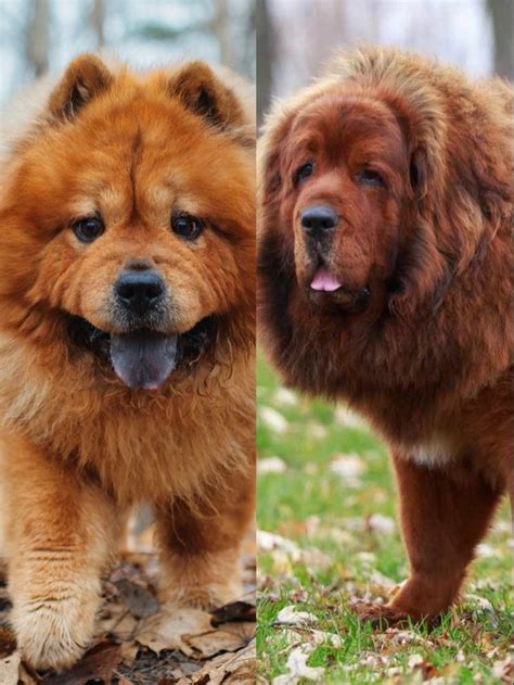 Chow Chow Vs Tibetan Mastiff Key Differences Chow Chow Galaxy