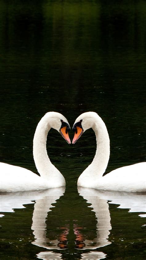 Wallpaper Swan Couple Lake Cute Animals Love Animals 4510