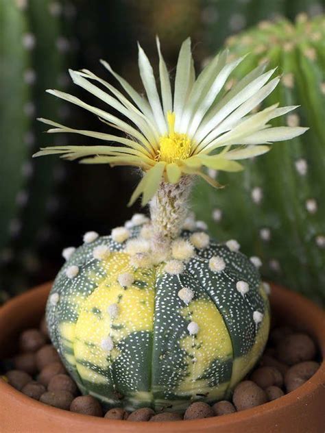 13 Types Of Cactus Plants You Can Grow At Home In 2020