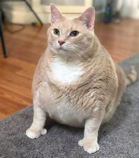 Fat Cat Morbidly Obese Feline Sheds 33lbs After Flab Busting Diet