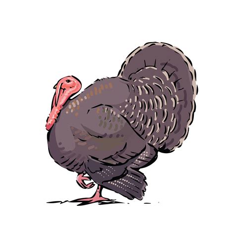 collection of turkey bird png pluspng