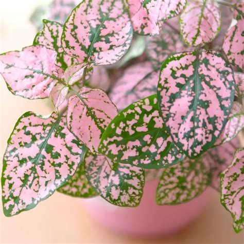 Polka Dot Plant Care Guide The Contented Plant