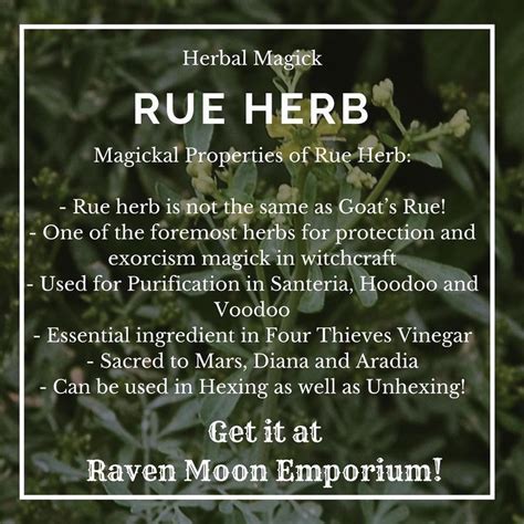 Rue Is Recognized In Almost All Types Of Magick As One Of The Most