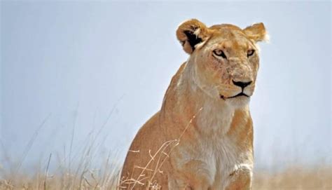 Female Lion All You Need To Know Facts And Pictures