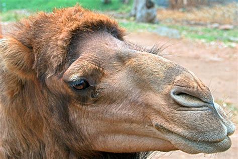 Camel Lips Stock Photos Pictures And Royalty Free Images Istock
