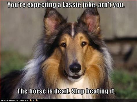 Funny Dog Pictures Lassie Joke Collie Humor Pinterest Jokes Haha