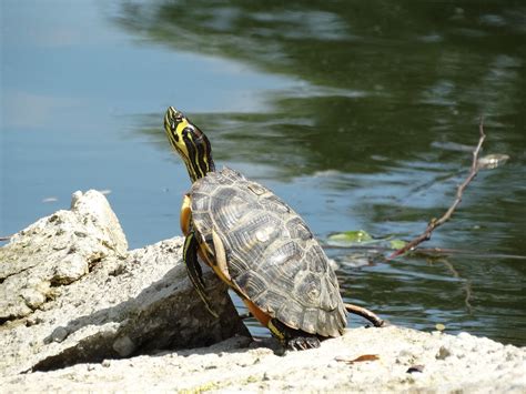 Free Images Water Rock Stone Wildlife Turtle Reptile Fauna