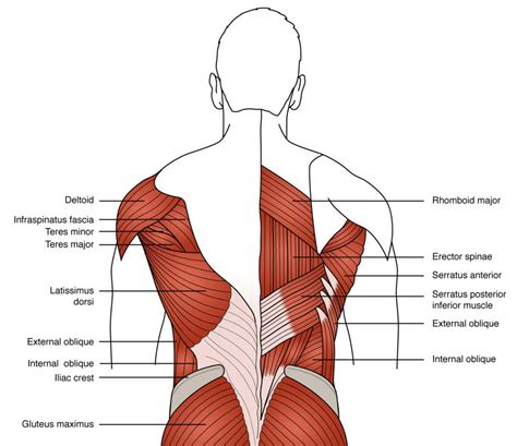Diagram Of Low Back Muscles