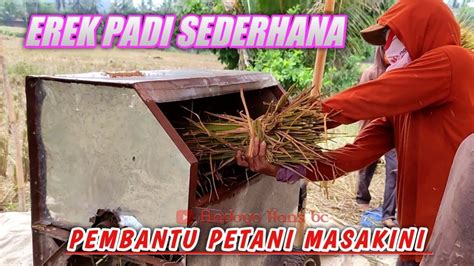 erek erek padi