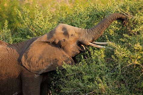 Feeding African Elephant — Stock Photo © Ecopic 113551062