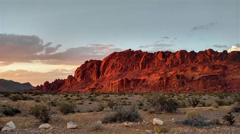 Nevada Plants Desert Wallpapers Hd Desktop And Mobile Backgrounds