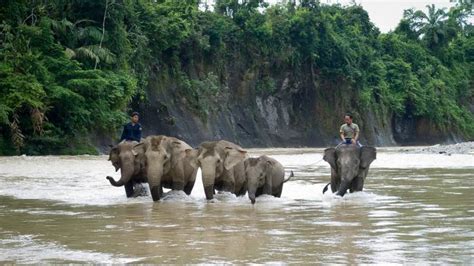7 Taman Nasional Di Indonesia Yang Masuk Situs Warisan Unesco Tribun