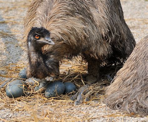 Emu San Diego Zoo Wildlife Explorers