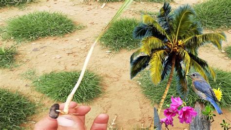 How To Grow Palm Tree From Fresh Seed Easy Way L Sheen Garden Youtube
