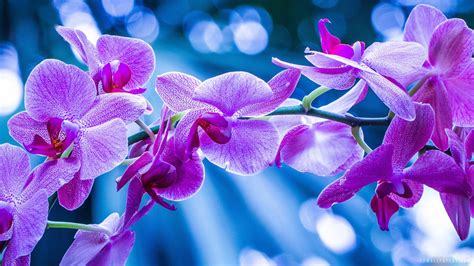 Purple Orchid Wallpaper ·① Wallpapertag