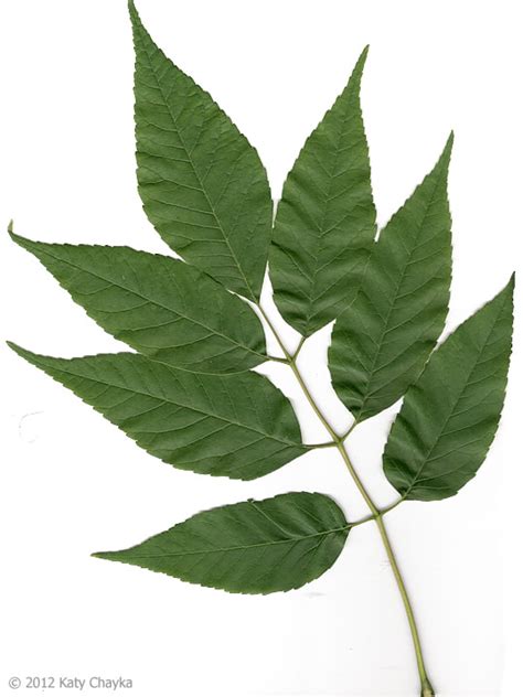 17 Species Of Ash Tree Leaves What Do They Look Like With Pictures