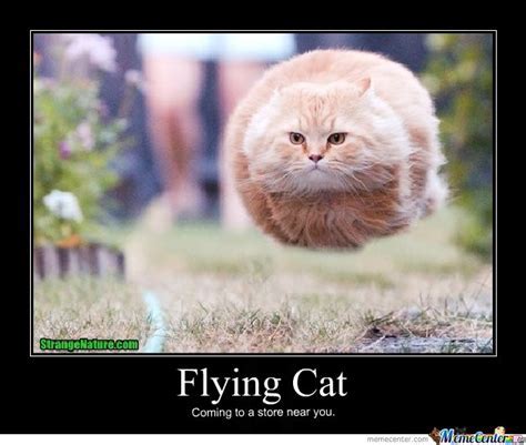 Flying Cat Memes