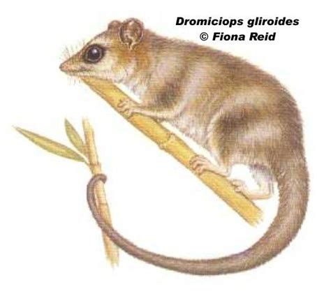 Argentina Nativa Monito Del Monte Dromiciops Gliroides