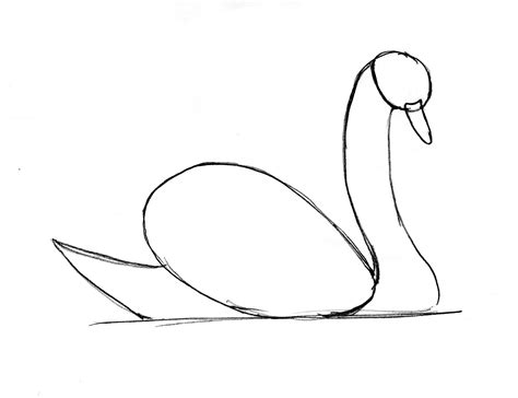 Swan Drawing