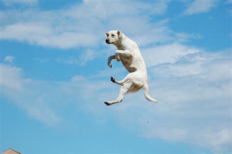 Now This Is A Big Jumping Dog Look At Savanna Janes Face Flickr