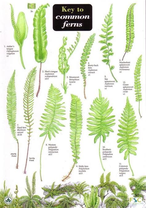 Key To Common Ferns By James Merryweather Illustrated By Carol Roberts Pages