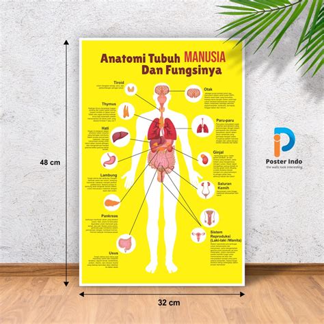 Jual Poster Medis Anatomi Tubuh Manusia Shopee Indonesia