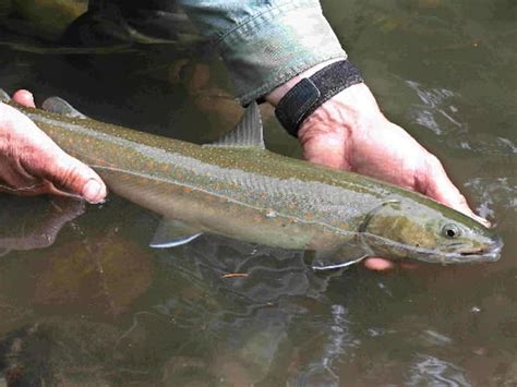 Brown Or Bull Trout Who Cares If The Beer Is Cold The Spokesman Review