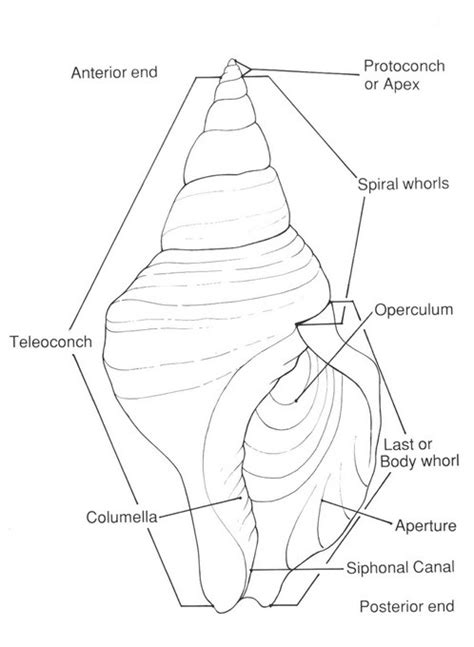 Conchylinet Gastropod Shell Structure