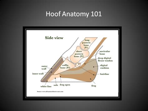 Horse Hoof Anatomy Taught With Clear Well Labeled Pho