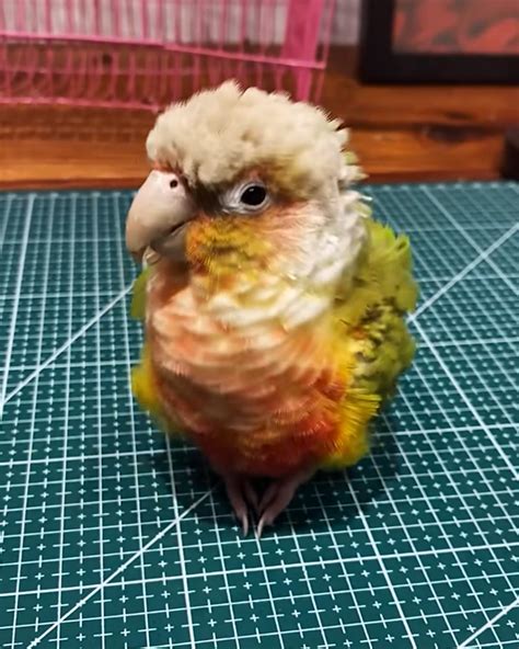 Meet The Cutest Parrots With The Prettiest Voices Meet The Cutest