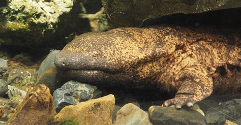 A Look At Chinese Giant Salamanders The Largest Amphibians On Earth
