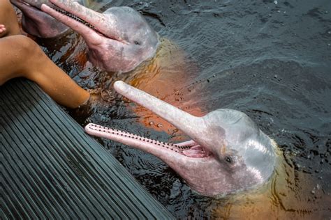 ‘mythical Pink Dolphins Of The Amazon River Are Real But Rare Heres