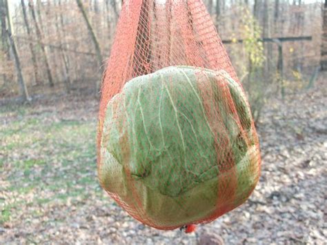 Hang A Cabbage Inside An Old Onion Bag About Head Heighth Of The