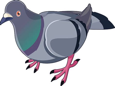 Royalty Free White Pigeon Clip Art Vector Images And Illustrations Istock