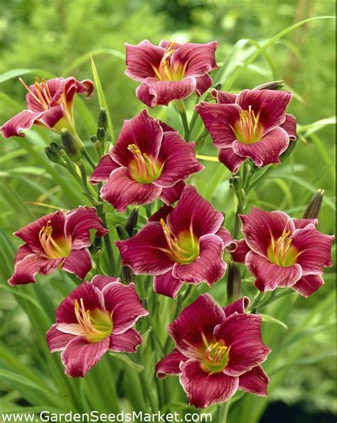 On nov 2, 2003, carolann from auburn, nh wrote: Daylily Little Missy - Garden Seeds Market | Free shipping