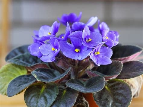 White Powder On African Violet Leaves Treating African Violets With
