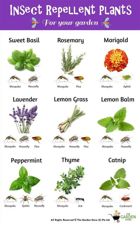 Insect Repellent Plants #easyhouseplants Insect Repellent Plants ...