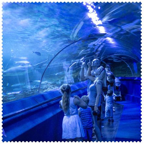 Feeling Blue At The Aquarium Of Western Australia In Hillarys 6025