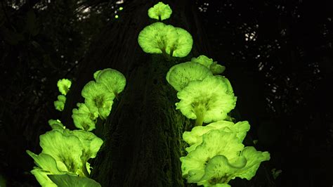 Alien Fungi Why Some Mushrooms Glow In The Dark Cgtn
