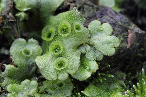 FLora of bogs and fens of alberta (and western boreal canada). Difference Between Liverworts and Mosses | Compare the ...