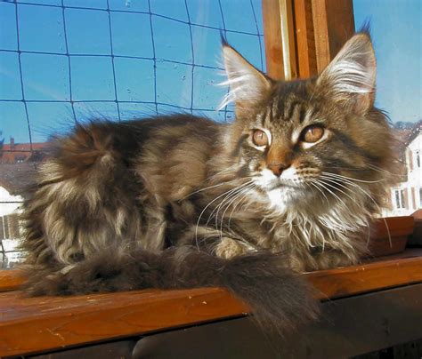 Tabby maine coons have dark stripes. Cat Breeds Images and Information