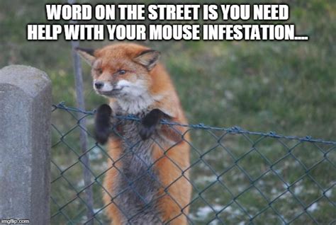 Fox Pest Control Imgflip