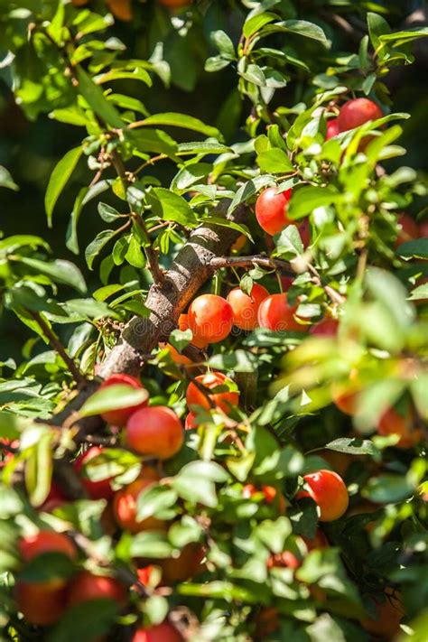 Cherry Plum Tree With Fruits Growing In The Garden Stock Photo Image
