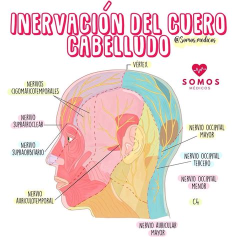 A Diagram Of The Human Head And Neck With Labels In Spanish On Each