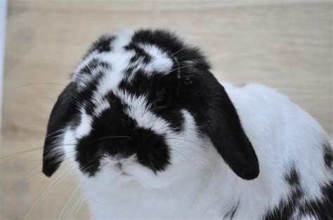 Holland Lop Rabbit Sold 10 Years 8 Months Holland Lop Broken Black